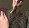 Safari Flea Comb With Extended Handle for Cats