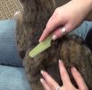 Safari Flea Comb With Extended Handle for Cats