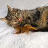 KONG Crinkle Ball with Feathers Cat Toy