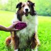 KONG Zoom Groom Brush for Dogs Raspberry
