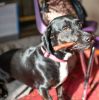 Loving Pets Long Lasting Bullish Sticks for Dogs 10 Inch Long