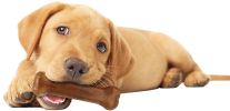 Nylabone Puppy Chew Starter Kit