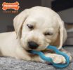 Nylabone Puppy Teeth 'n' Tug Chew Toy